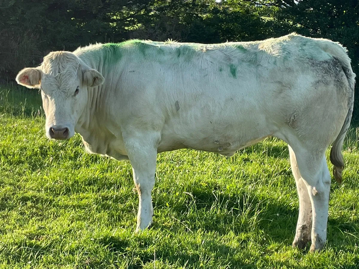 Blonde d'Aquitaine Heifers - Image 3