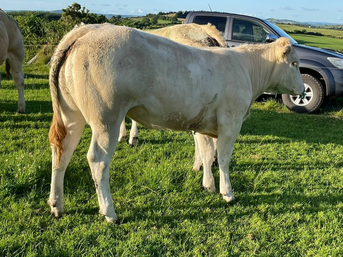 Blonde d'Aquitaine Heifers - Image 1