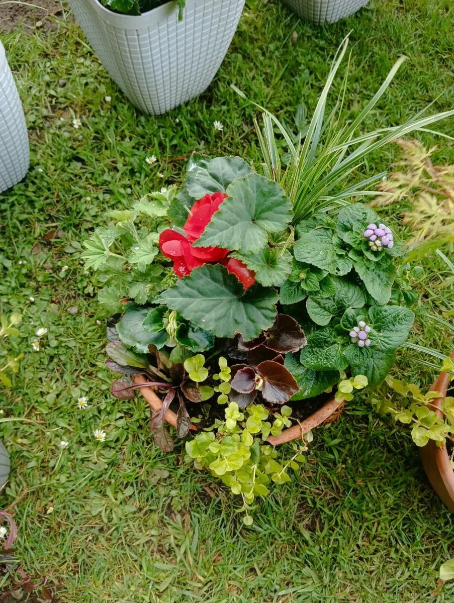 Lovely freshly made pots - Image 2