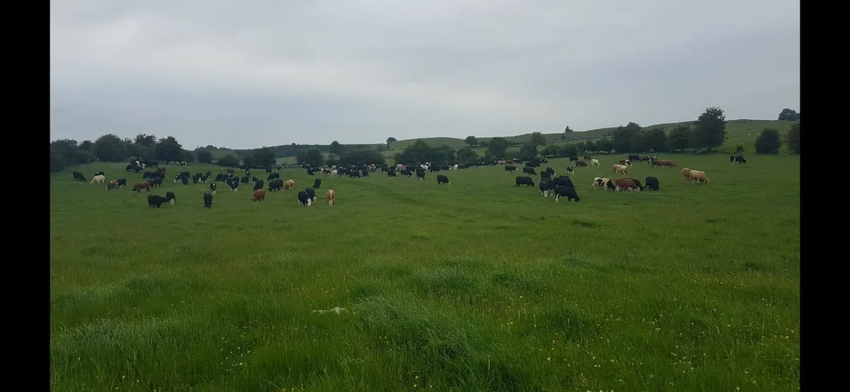 Cattle