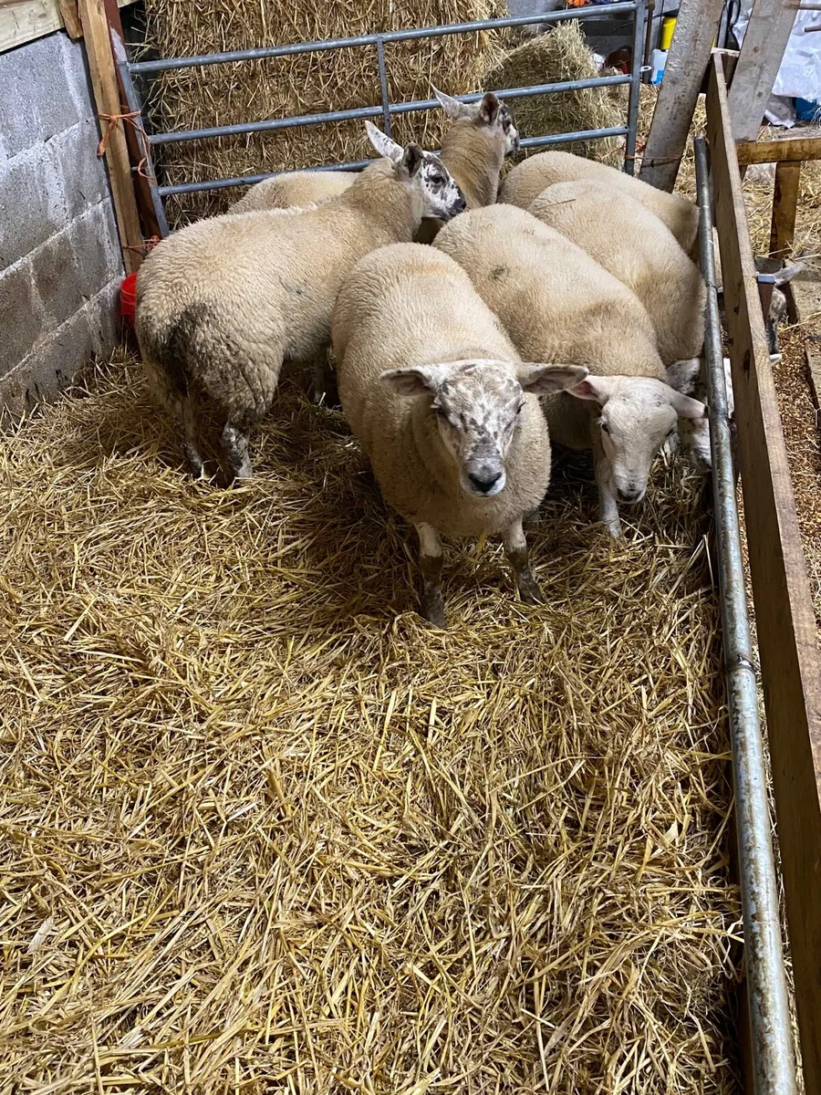 Cross breed Ewe & Ram lambs - Image 1