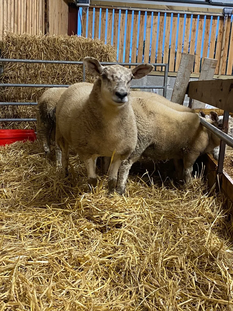 Cross breed Ewe & Ram lambs - Image 2