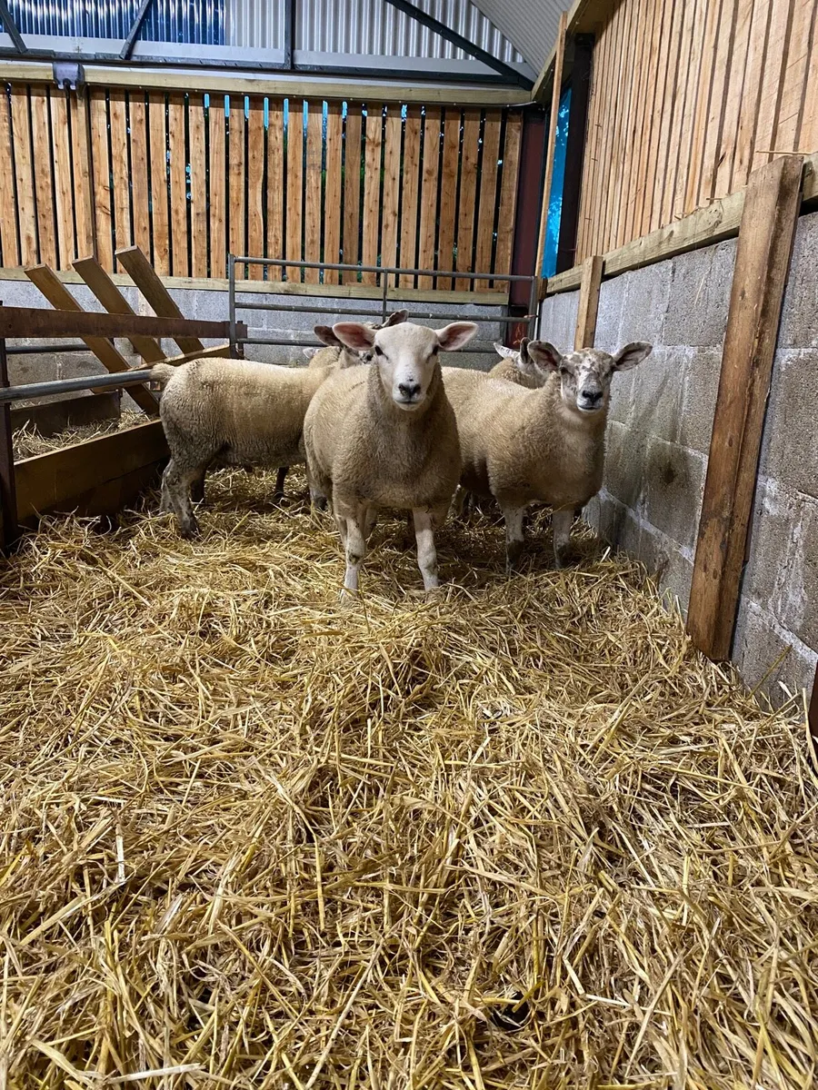 Cross breed Ewe & Ram lambs - Image 3