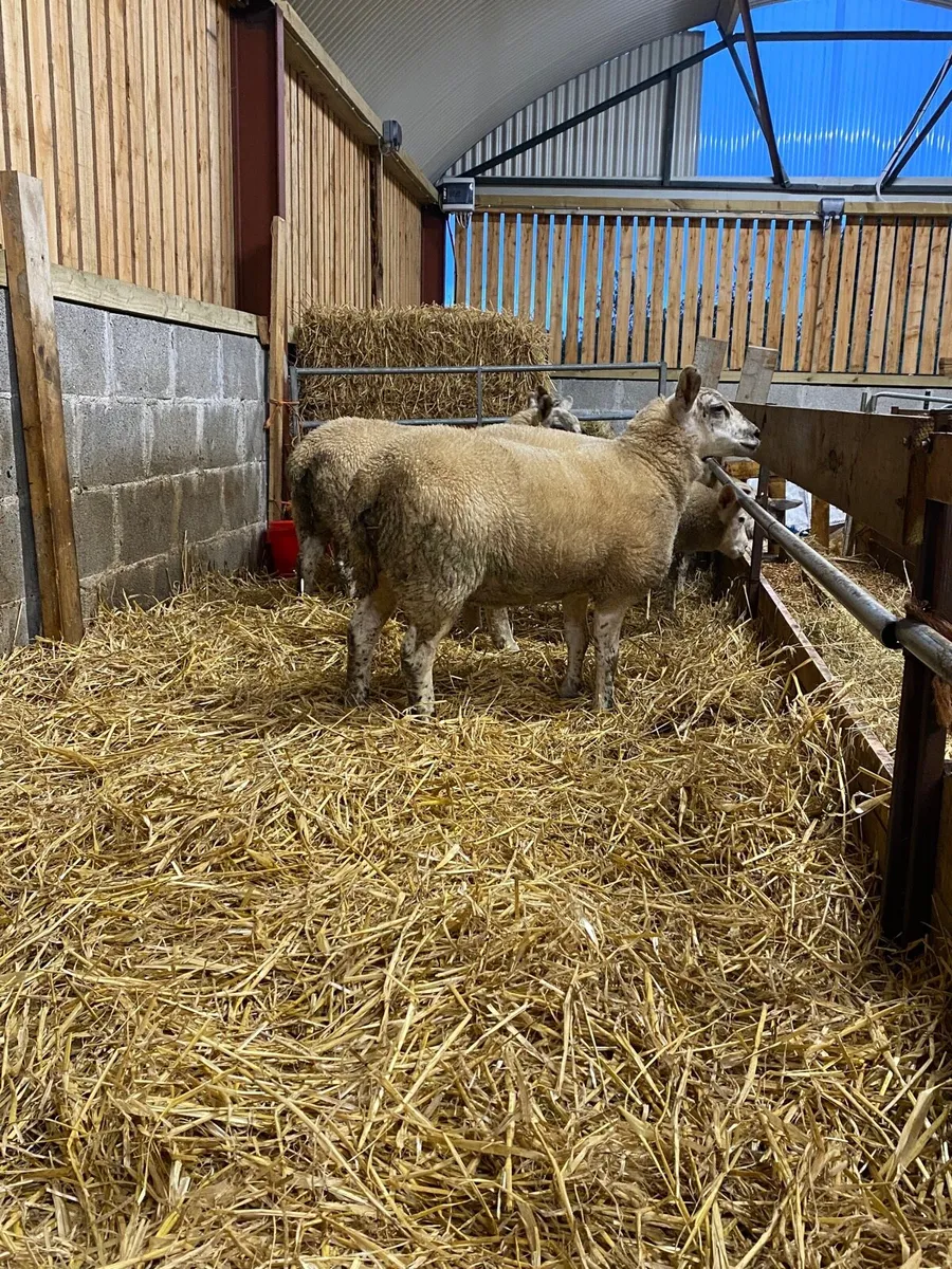 Cross breed Ewe & Ram lambs - Image 4