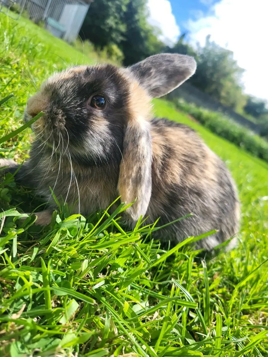 Mini Lops (Still Available) - Image 3