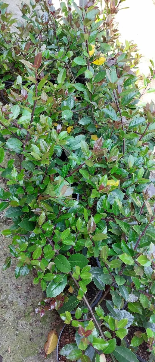 Holly Hedging - Image 1
