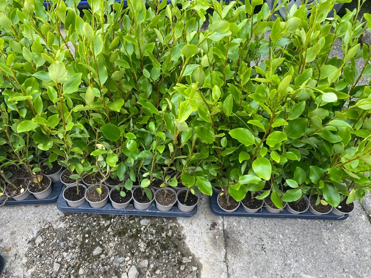 Griselinia hedging - Image 2
