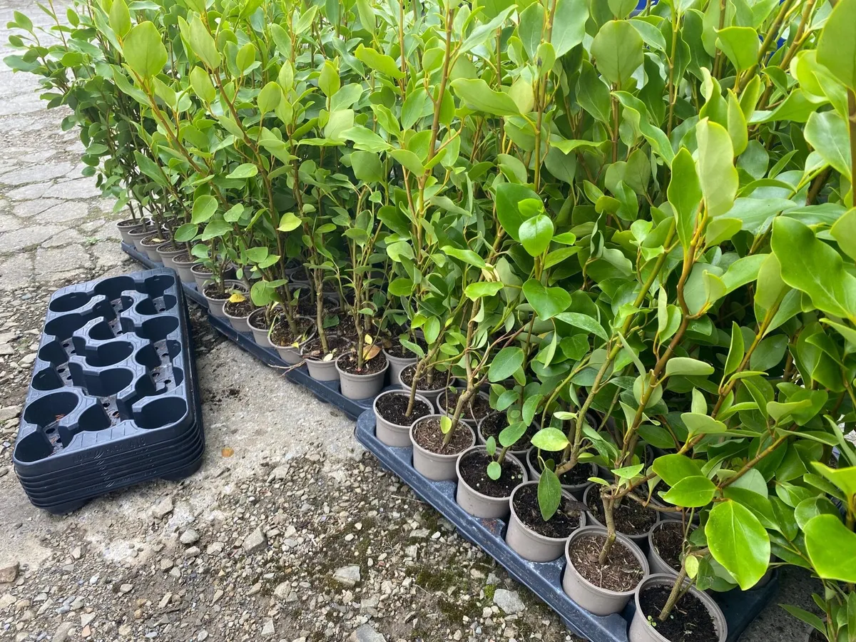 Griselinia hedging - Image 3