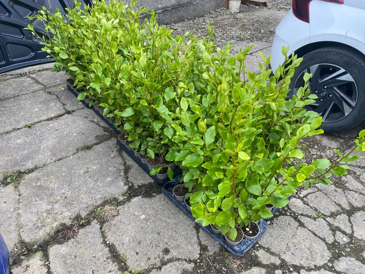 Griselinia hedging - Image 1