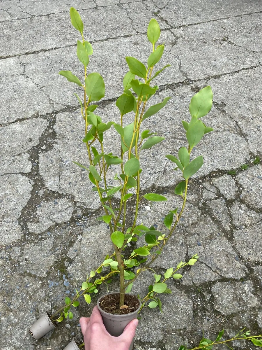 Griselinia hedging - Image 4