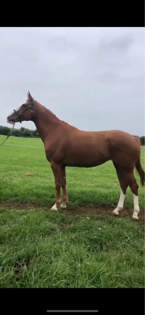 5 Year old broodmare - Image 1