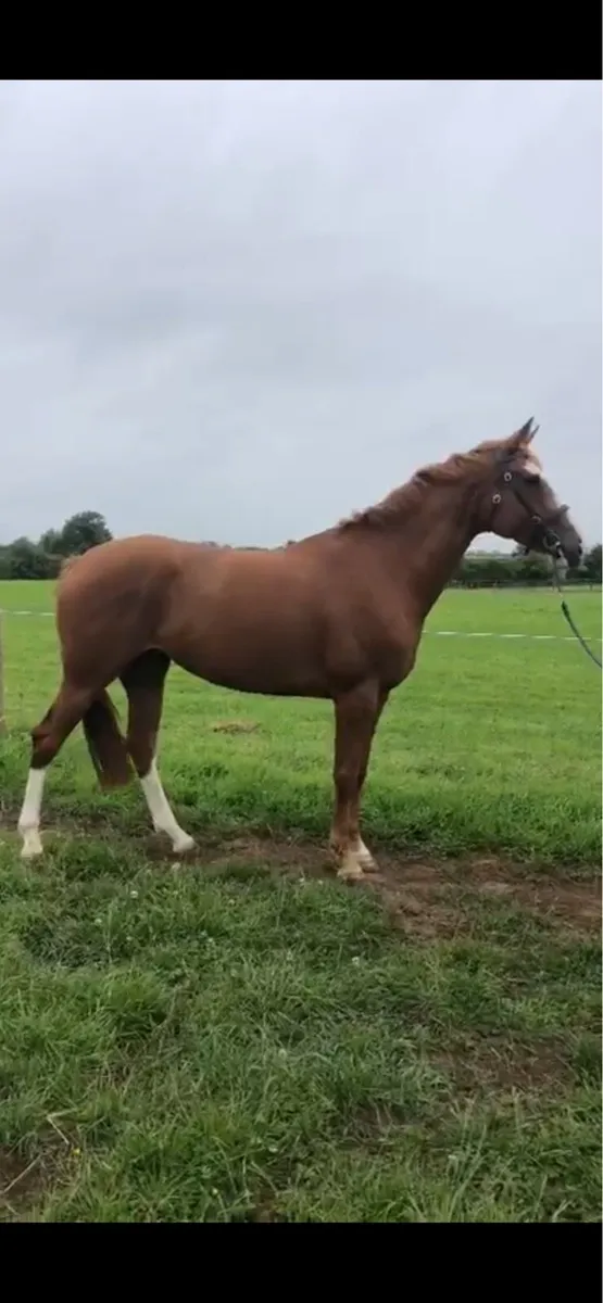 5 Year old broodmare - Image 2
