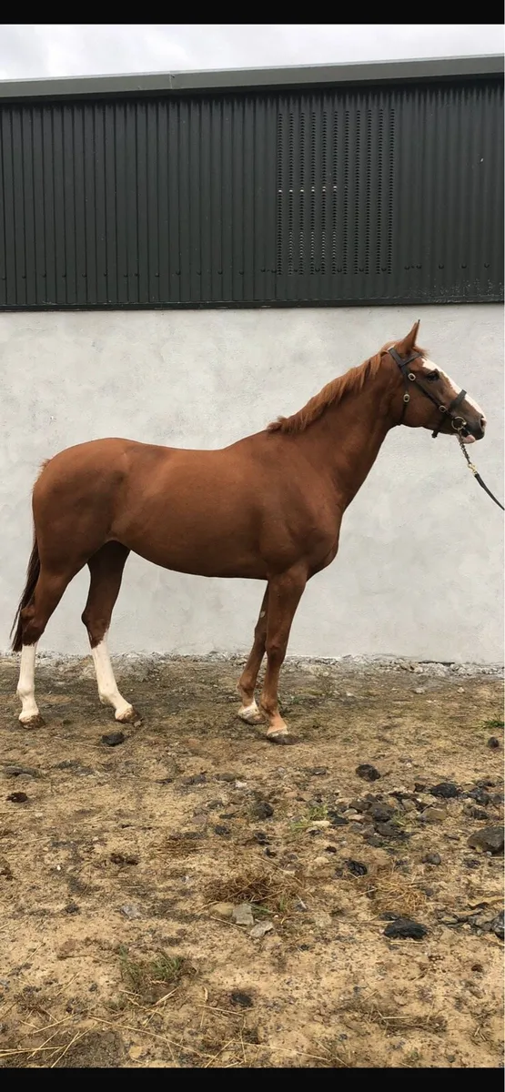 5 Year old broodmare - Image 3