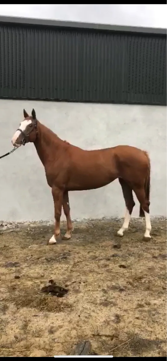 5 Year old broodmare - Image 4