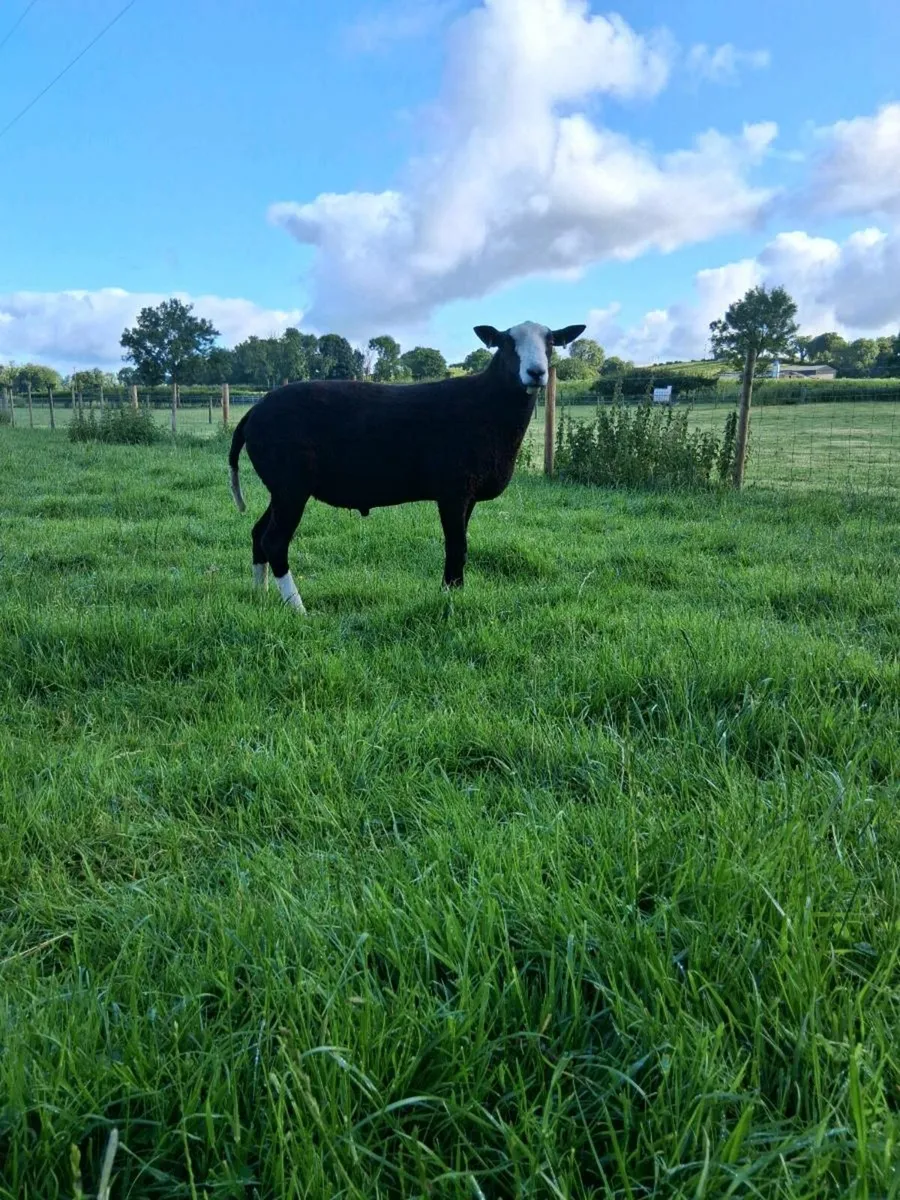 Zwartble ram - Image 3