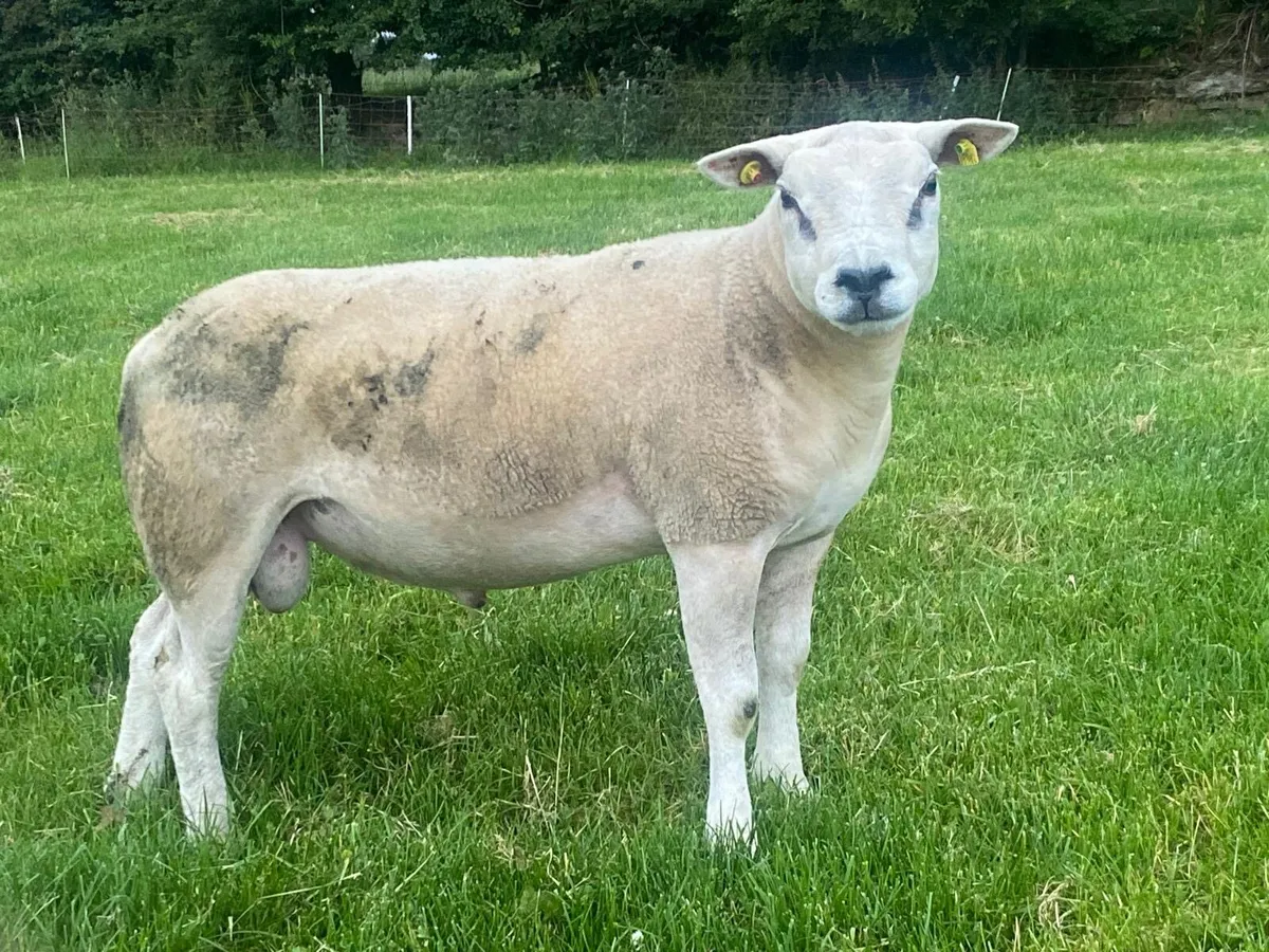 Suftex texel rams - Image 4