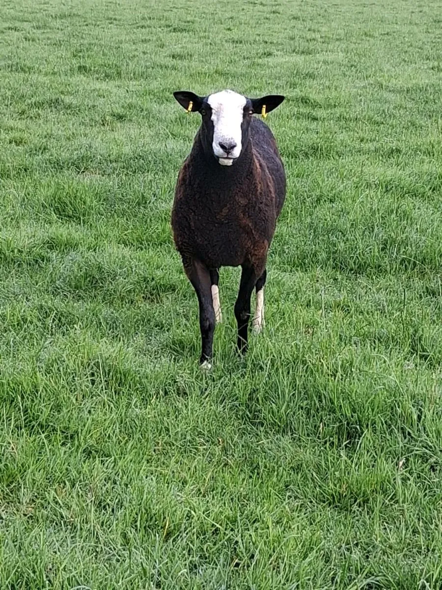 Zwartble ram - Image 4