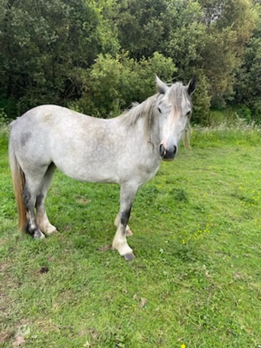 Horse