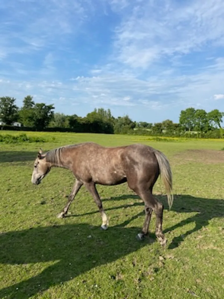 Horse