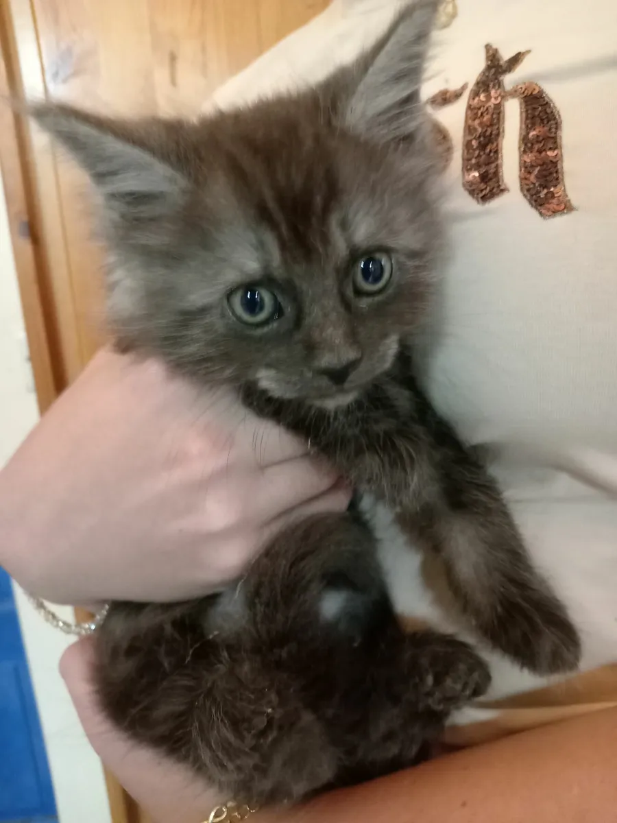 Main Coon kittens - Image 1