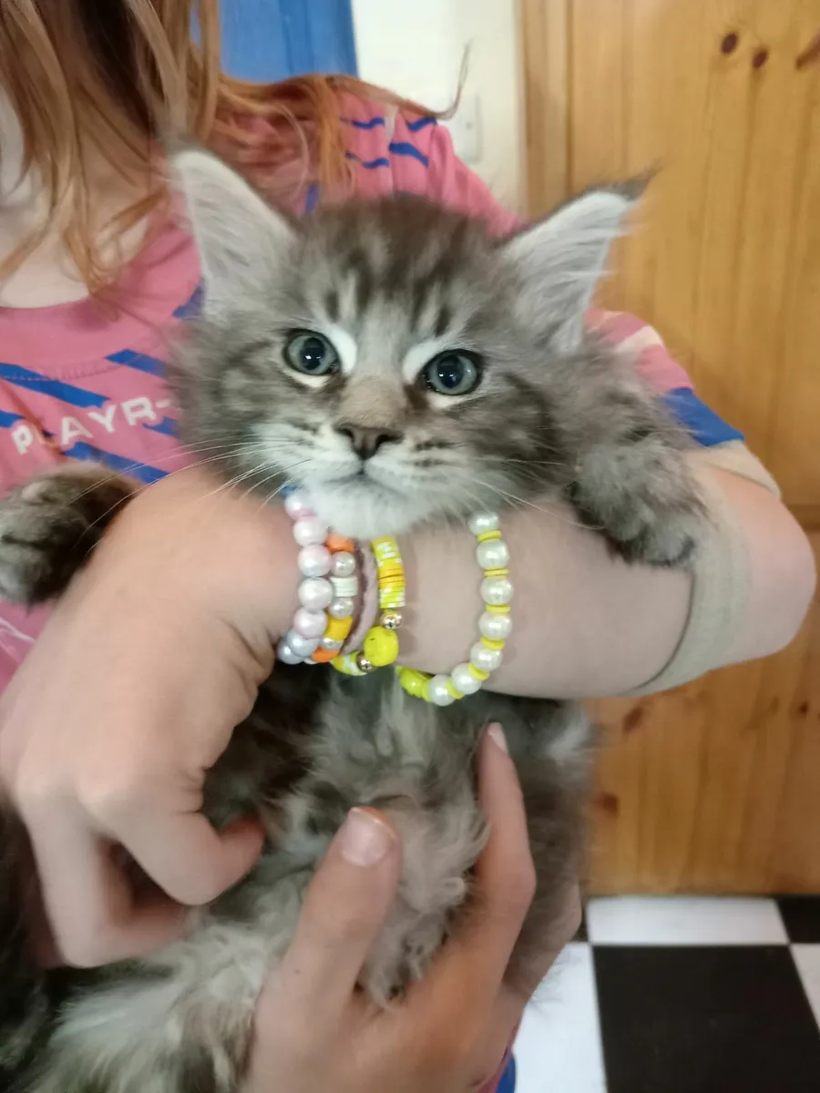 Main Coon kittens - Image 2