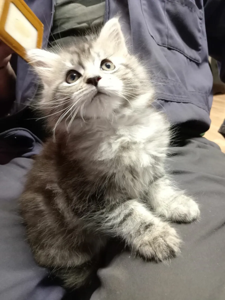 Main Coon kittens - Image 3