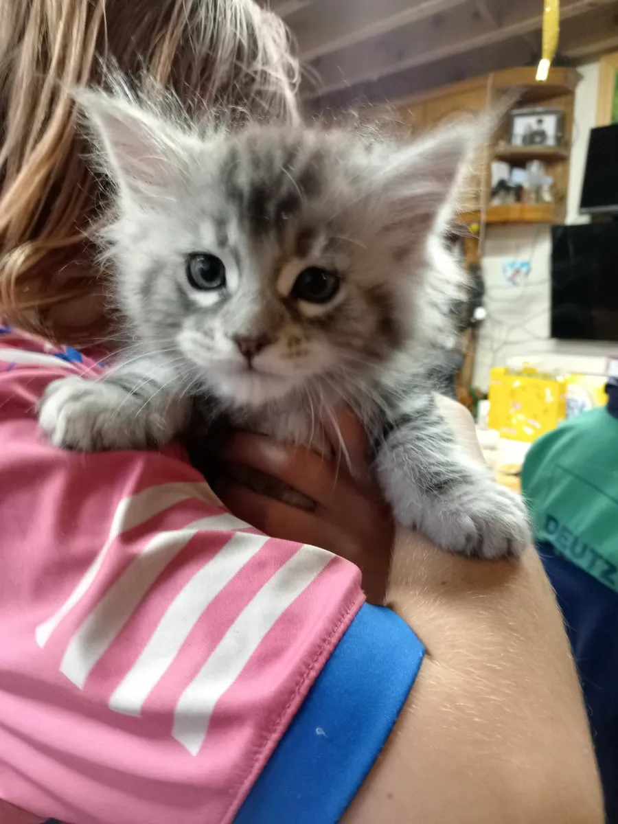 Main Coon kittens - Image 4
