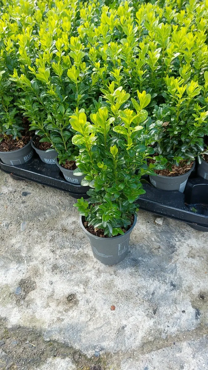 Box Hedging - Image 4