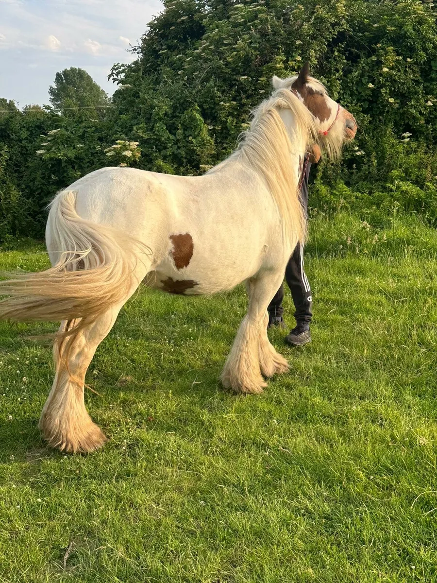 Mare for sale - Image 1