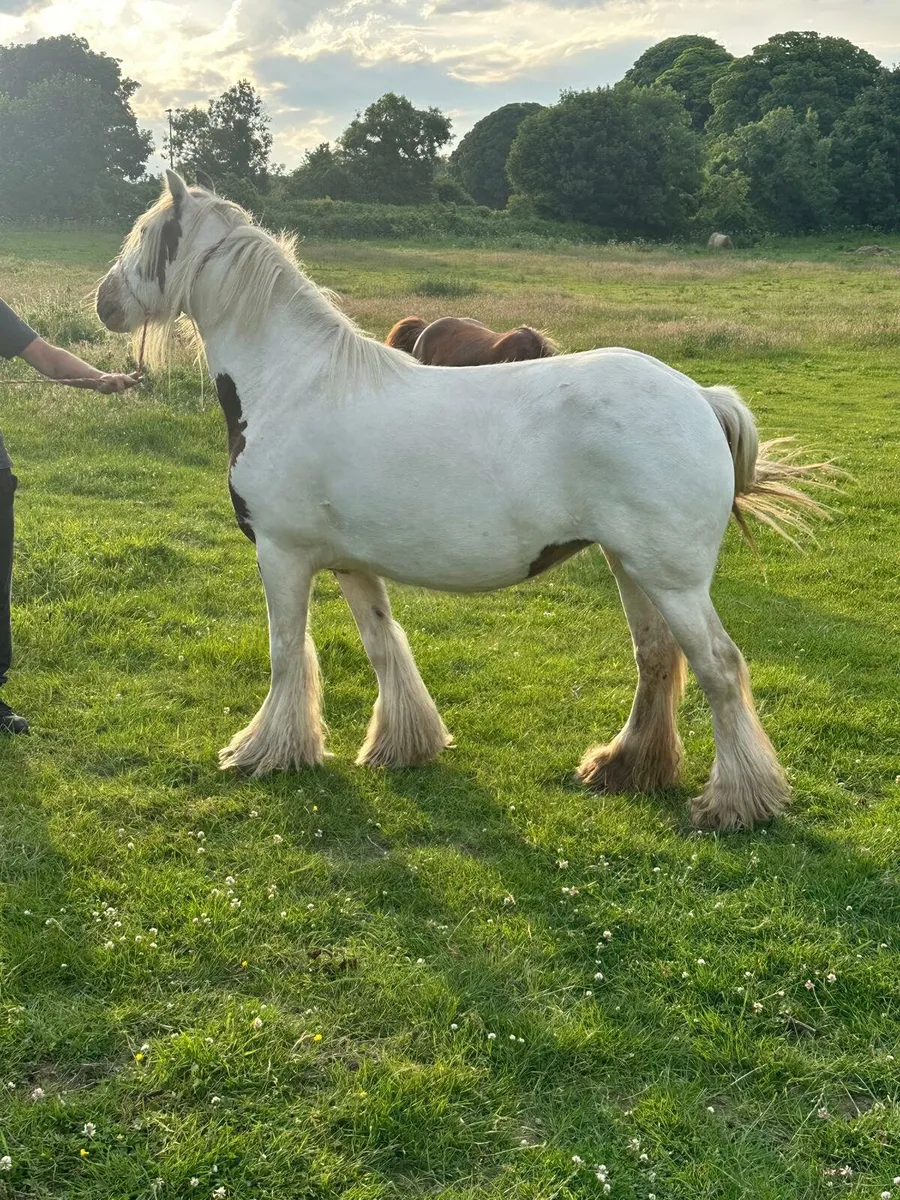 Mare for sale - Image 2
