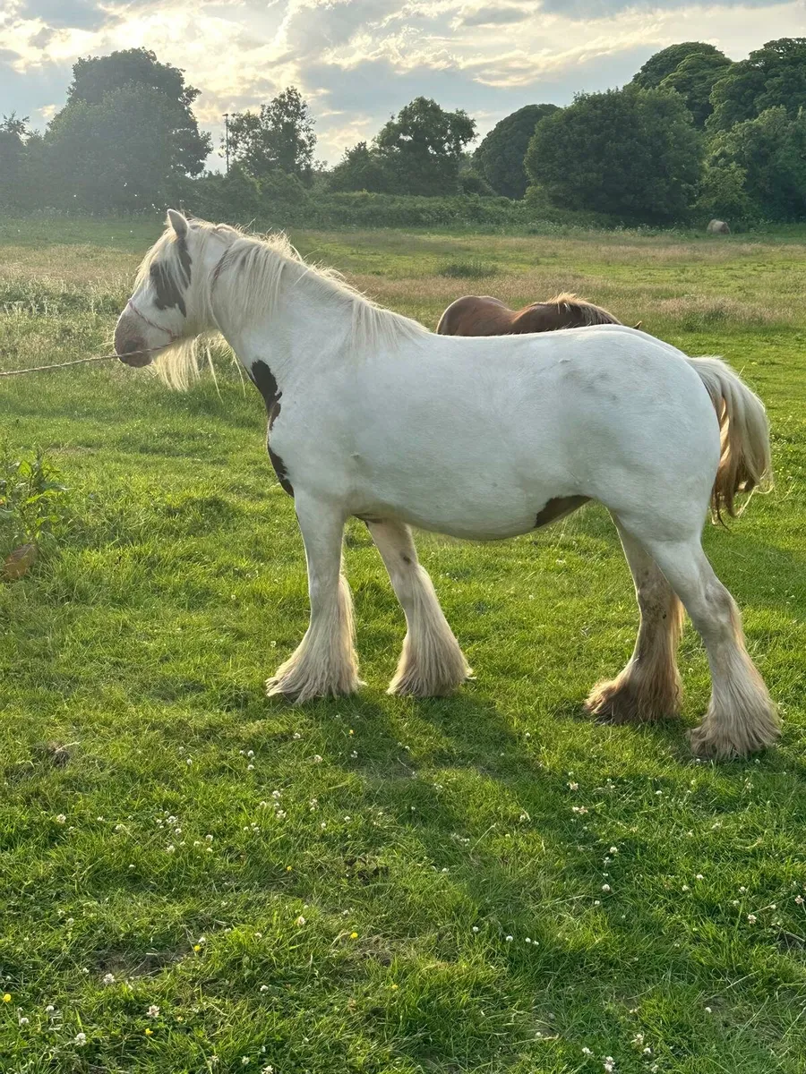 Mare for sale - Image 4