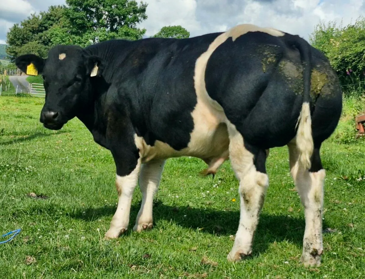 PBR Blue Bull 🌟🌟🌟🌟🌟 - Image 1