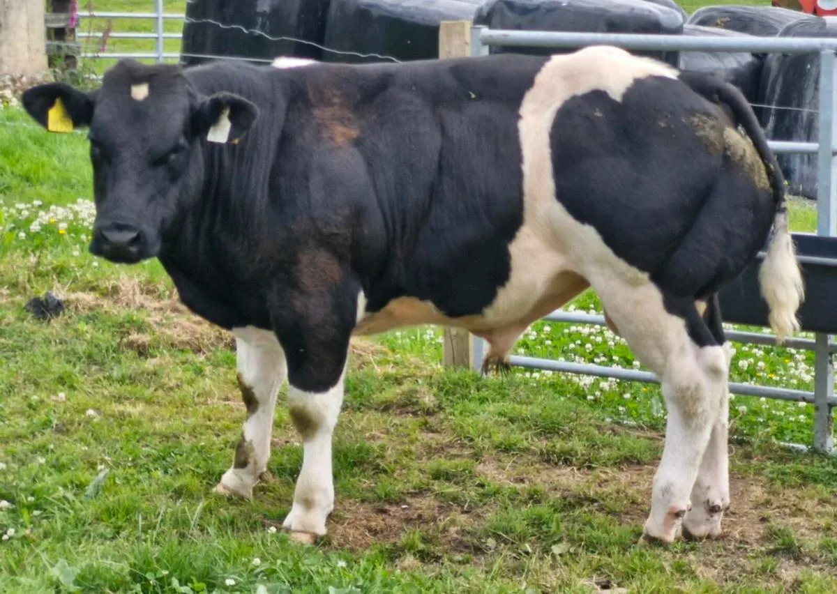 PBR Blue Bull 🌟🌟🌟🌟🌟 - Image 3