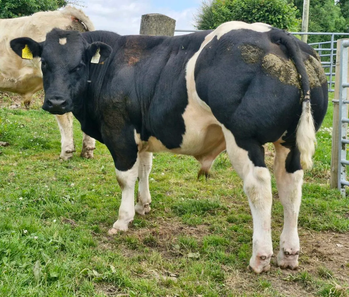 PBR Blue Bull 🌟🌟🌟🌟🌟 - Image 4