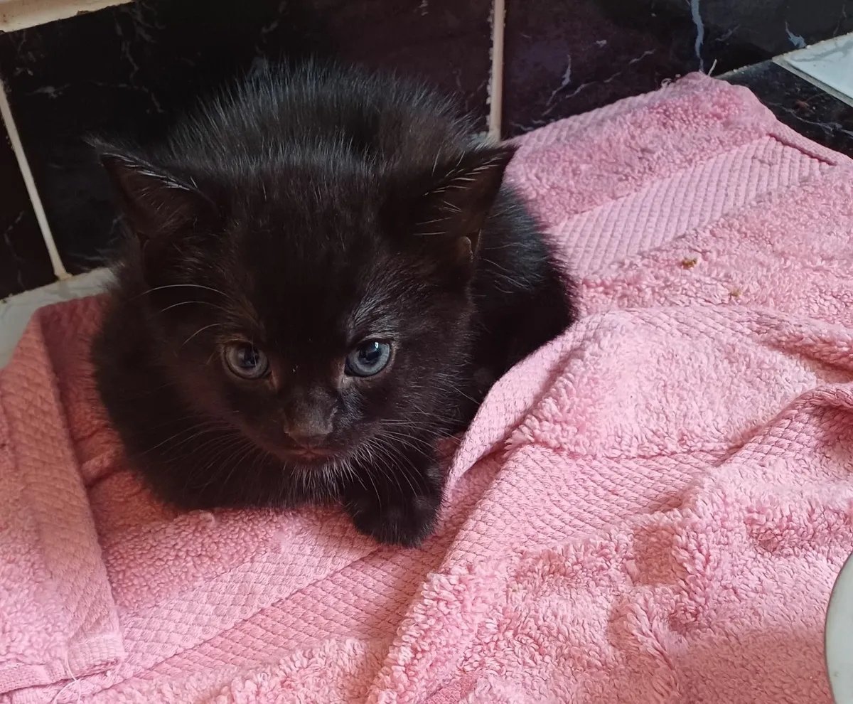 Kittens - Image 2