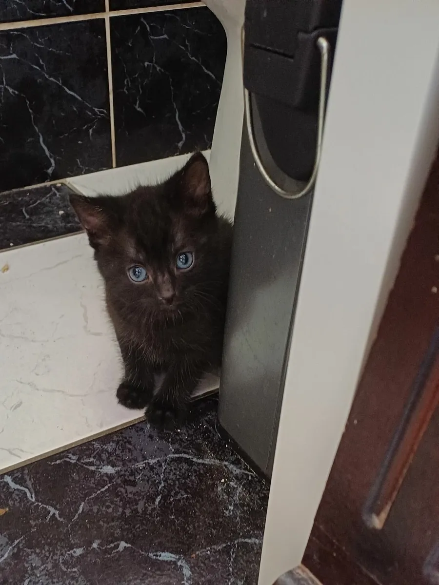 Kittens - Image 4