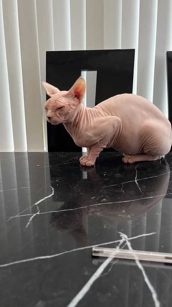 Cat sphynx neutered male 8 months old - Image 2