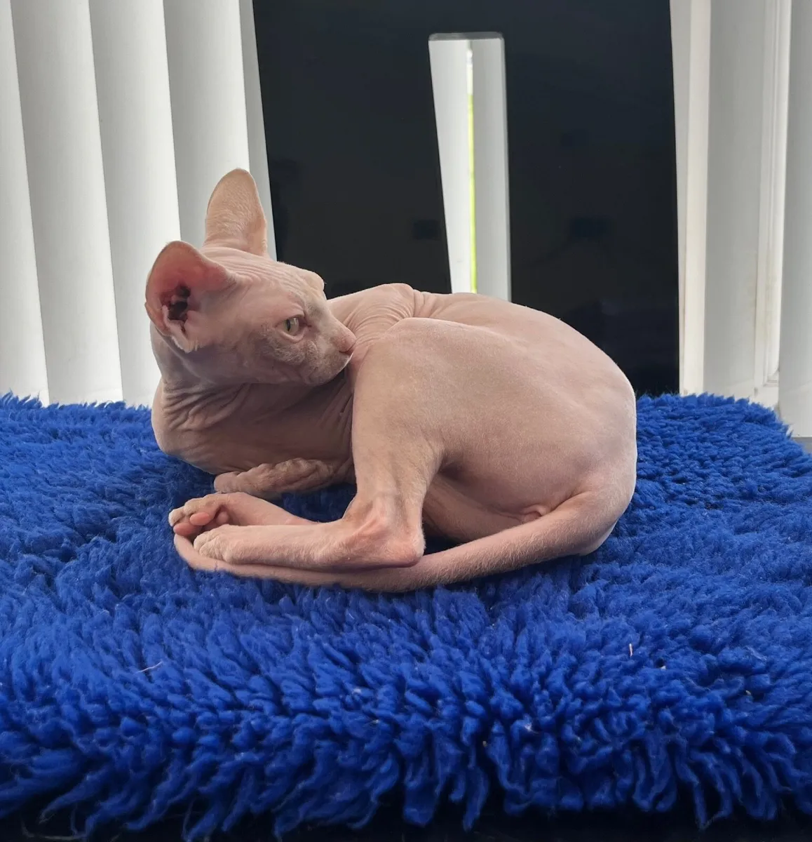 Cat sphynx neutered male 8 months old - Image 3