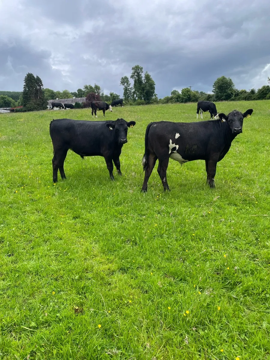 Cattle - Image 1