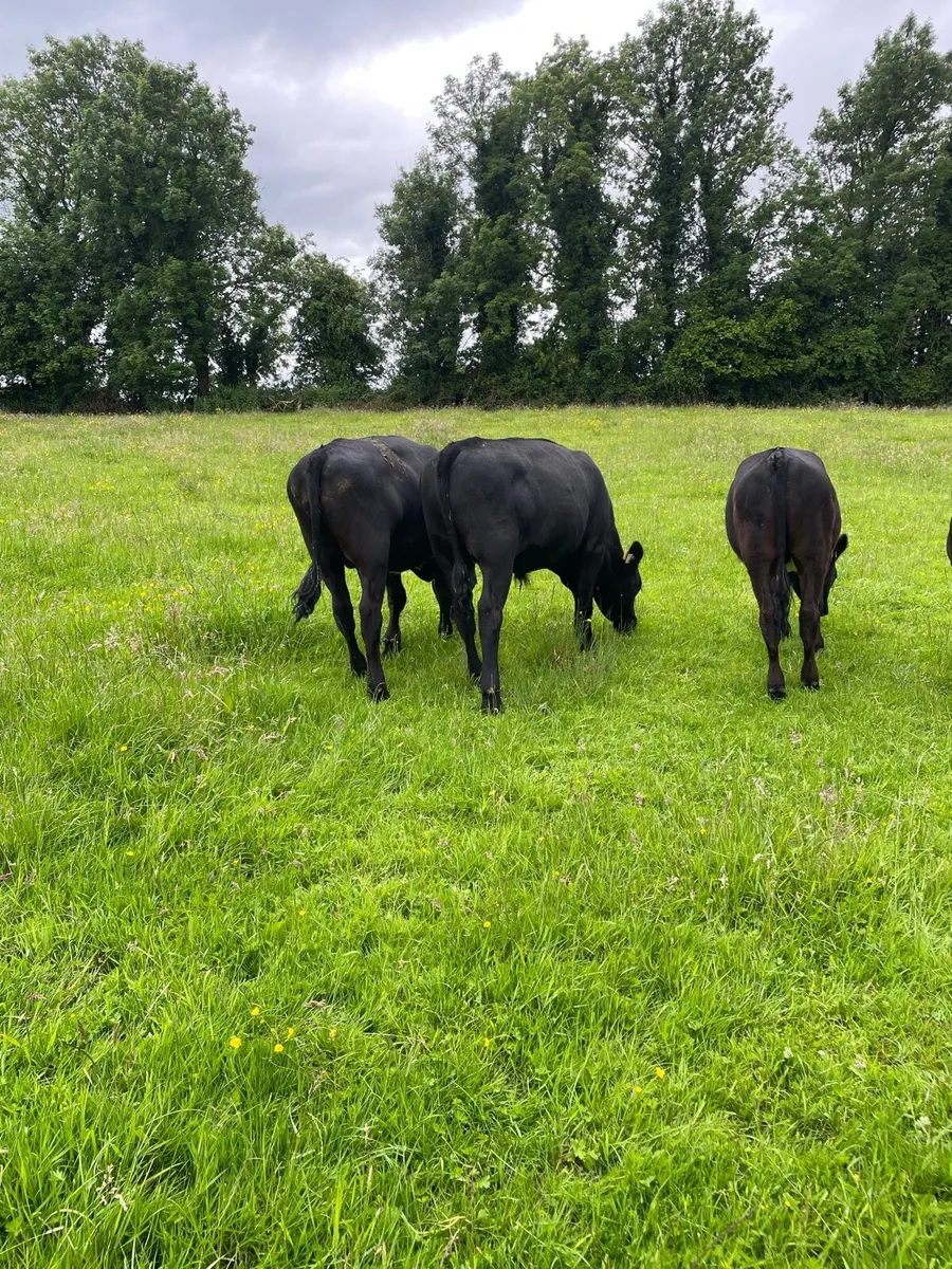 Cattle - Image 2