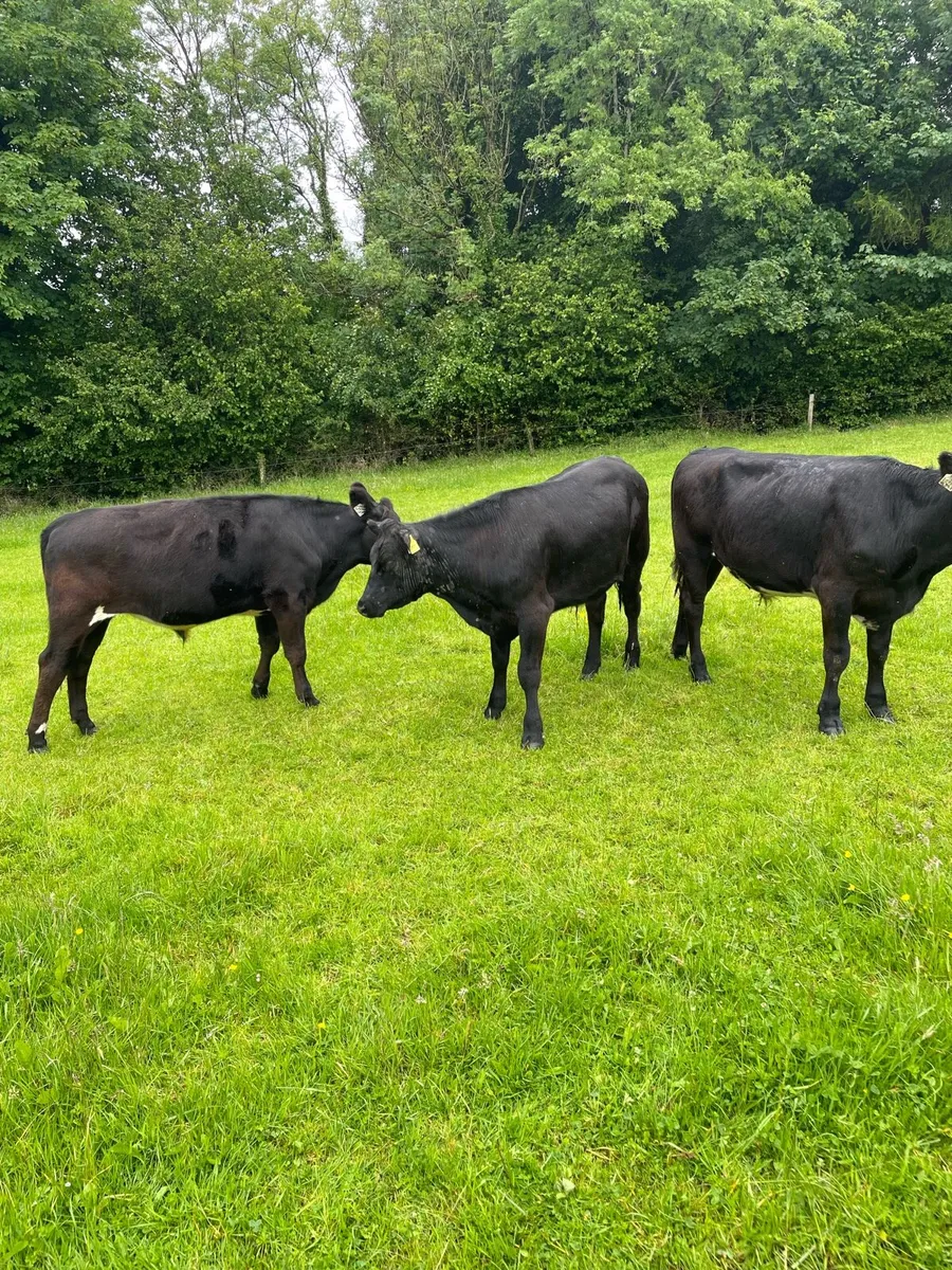 Cattle - Image 3