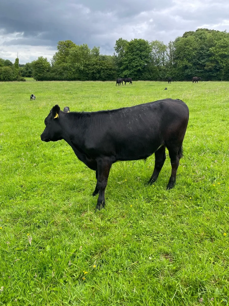 Cattle - Image 4