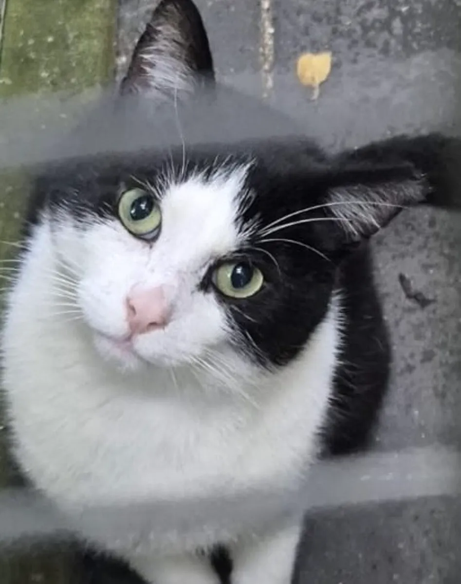 Catstrust adoption and protection. Rescued . - Image 4