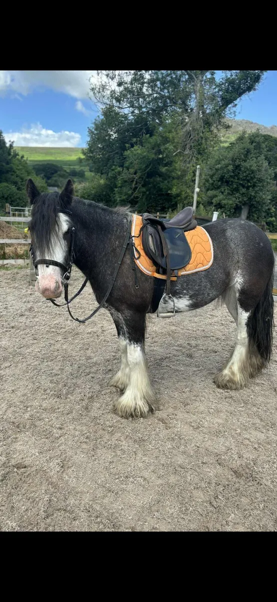 Perfect child's pony - Image 1