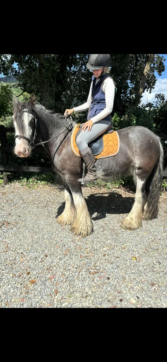 Perfect child's pony - Image 2