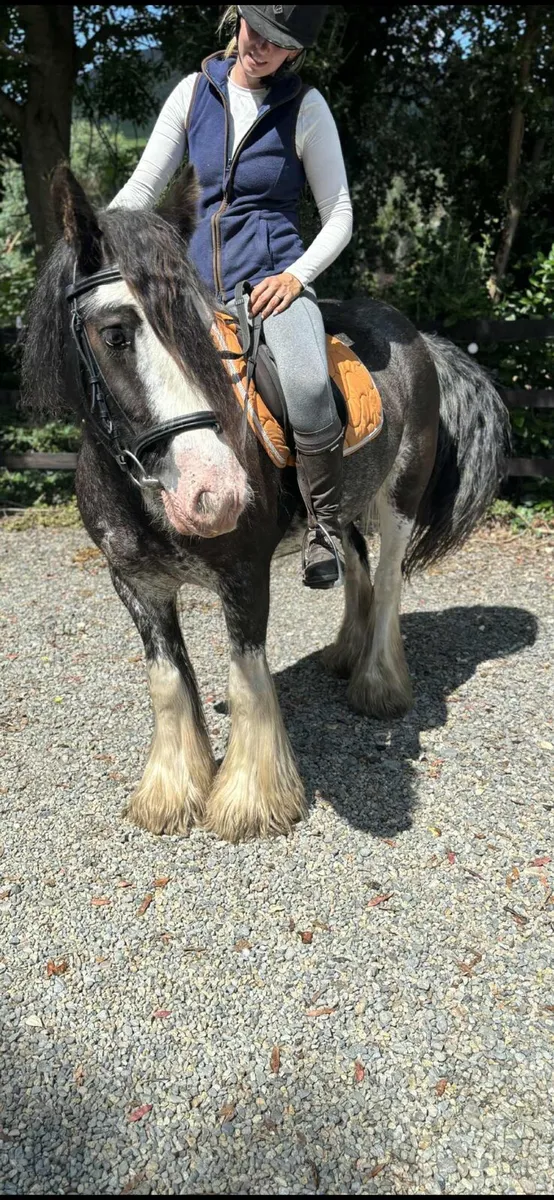 Perfect child's pony - Image 3