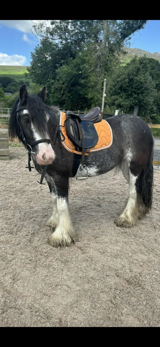 Perfect child's pony - Image 4