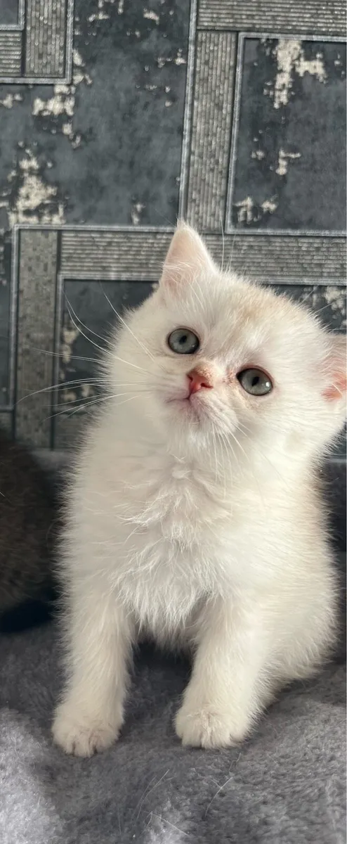Scottish straight kittens - Image 1