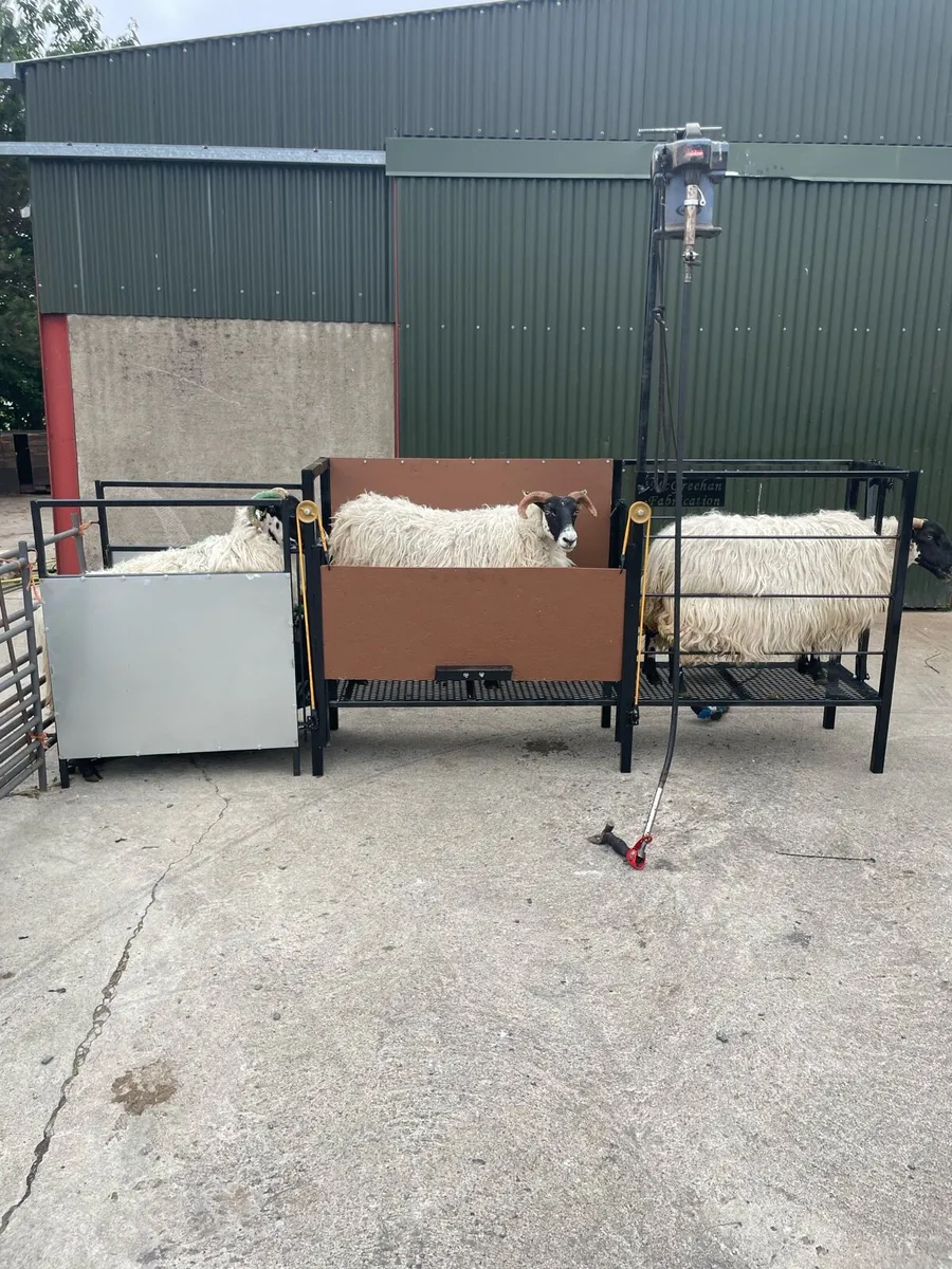 Sheep shearing race - Image 1