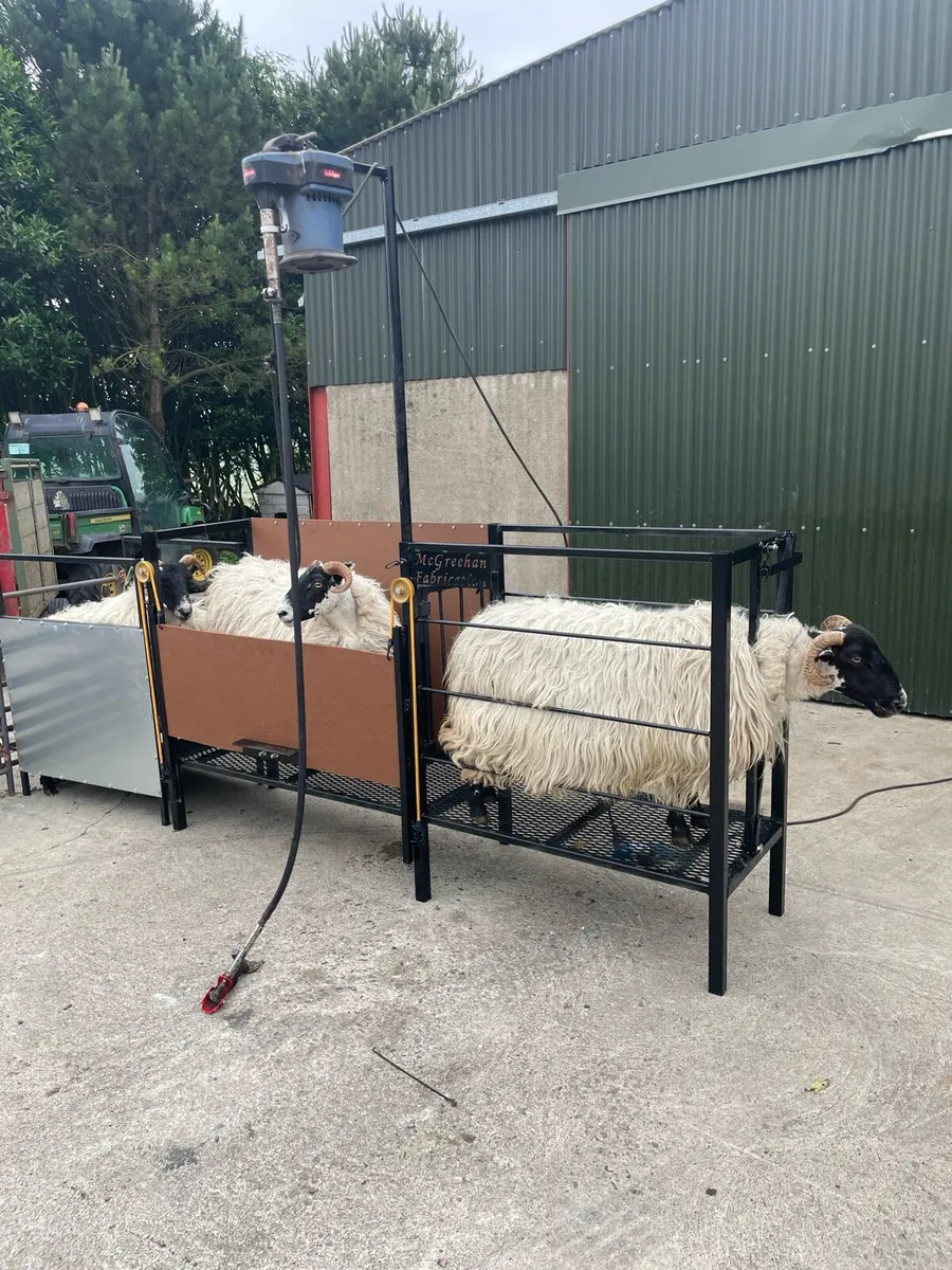 Sheep shearing race - Image 2
